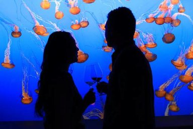 Monterey Bay Aquarium jellyfish